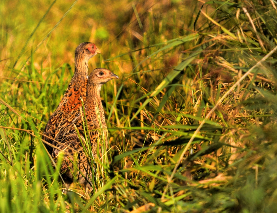 Patrijzen? - Vogels - 