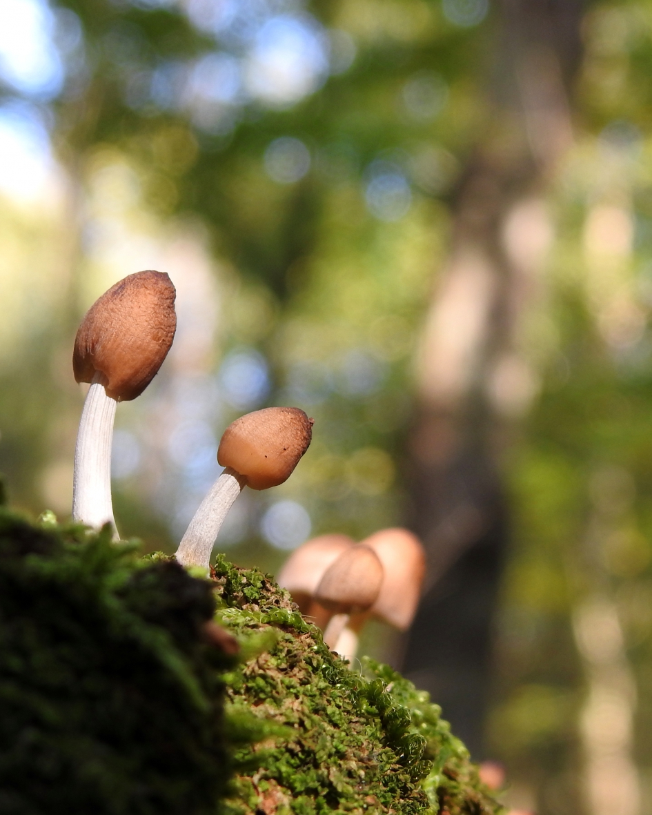 Piep hier zijn we !! - Schimmels - Fraaisteelmycena