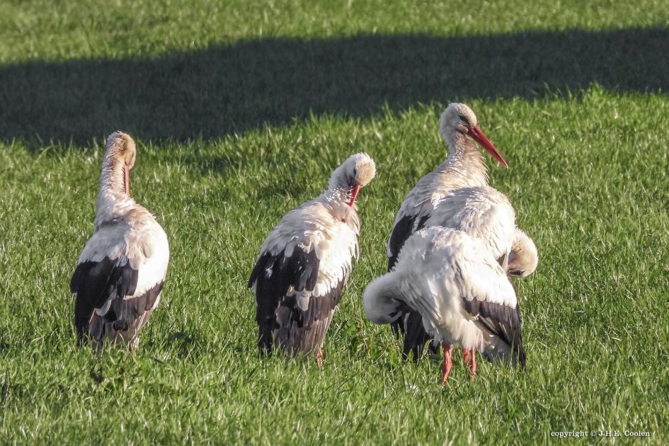 Poetsbeurt - Vogels - Ooievaar