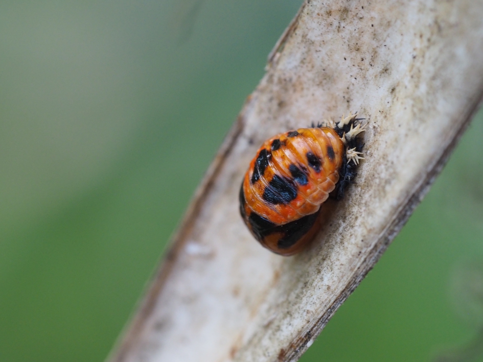 Pop - Geleedpotigen - Pop Aziatisch lieveheersbeestje