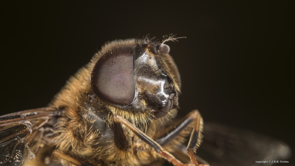 Portret van een..... - Geleedpotigen - Bosbijvlieg