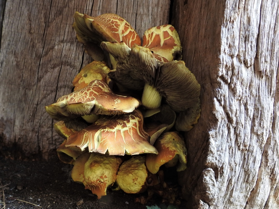 Prachtvlamhoed - Schimmels - Prachtvlamhoed