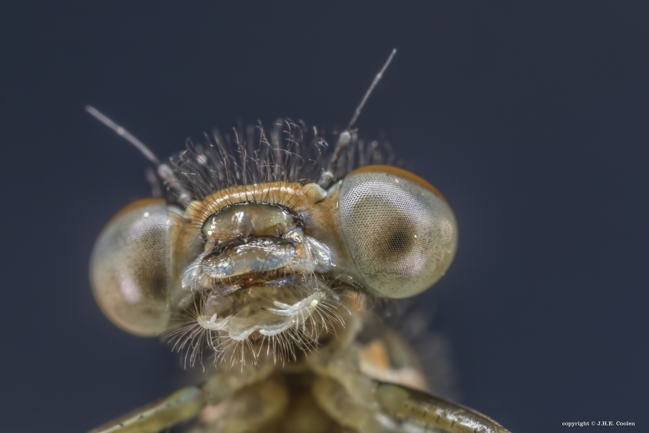 Prettig weekend - Geleedpotigen - Lantaarntje
