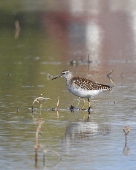 Profiteren van inundatie
