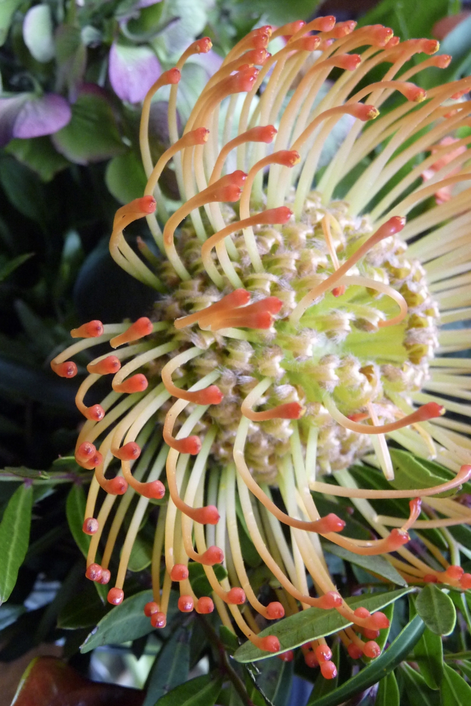 Protea - Planten - 
