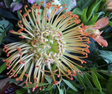 Protea