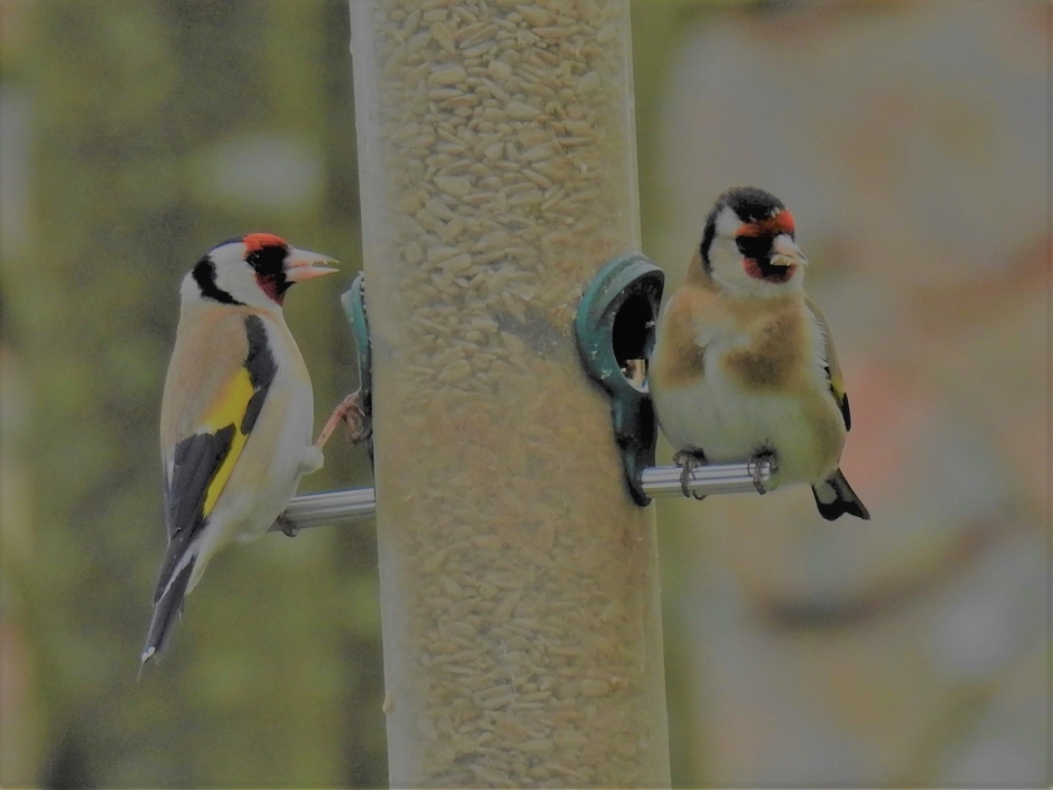 Putters bij voedertoren - Vogels - Putter of distelvink