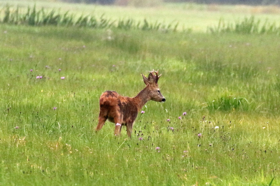 Reebok - Zoogdieren - 