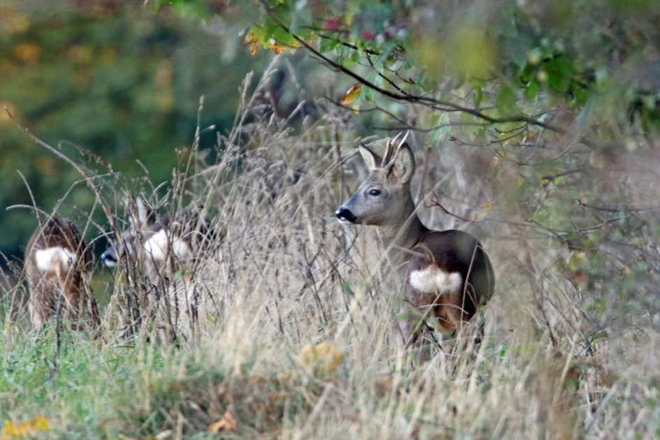Reebok houdt de wacht - Zoogdieren - 