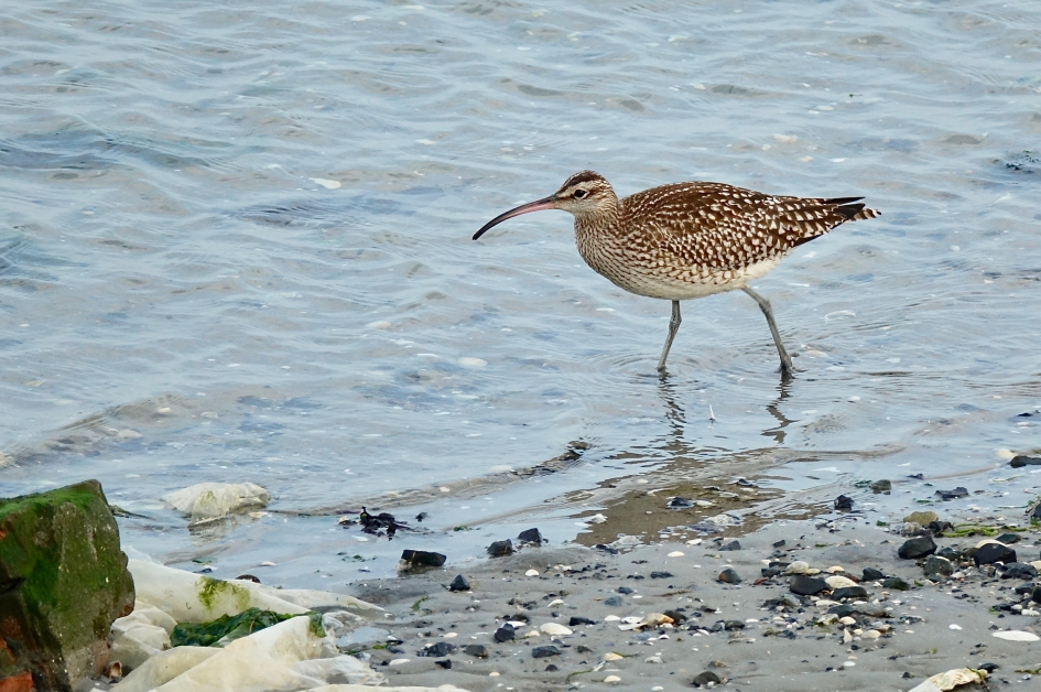 Regenwulp - Vogels - Regenwulp