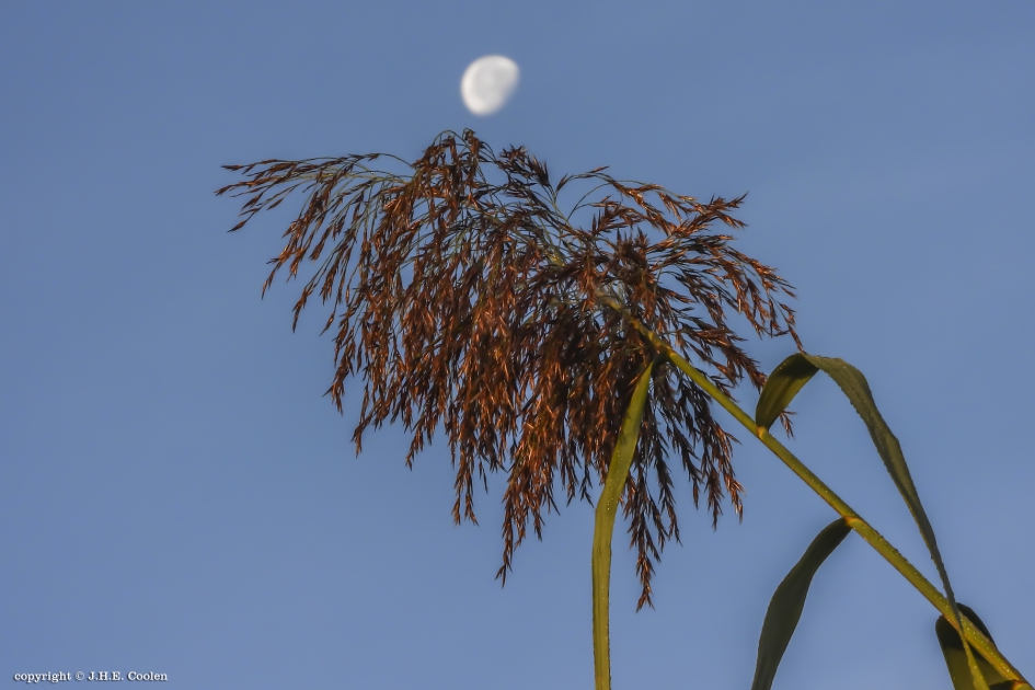 Riet.... - Planten - Riet