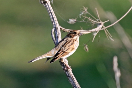 Rietgorsman in winterkleed
