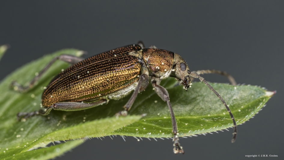 Rietkever - Geleedpotigen - Rietkever