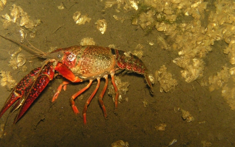 Rode Amerikaanse rivierkreeft