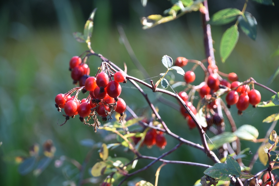 Rode bessen - Planten - 