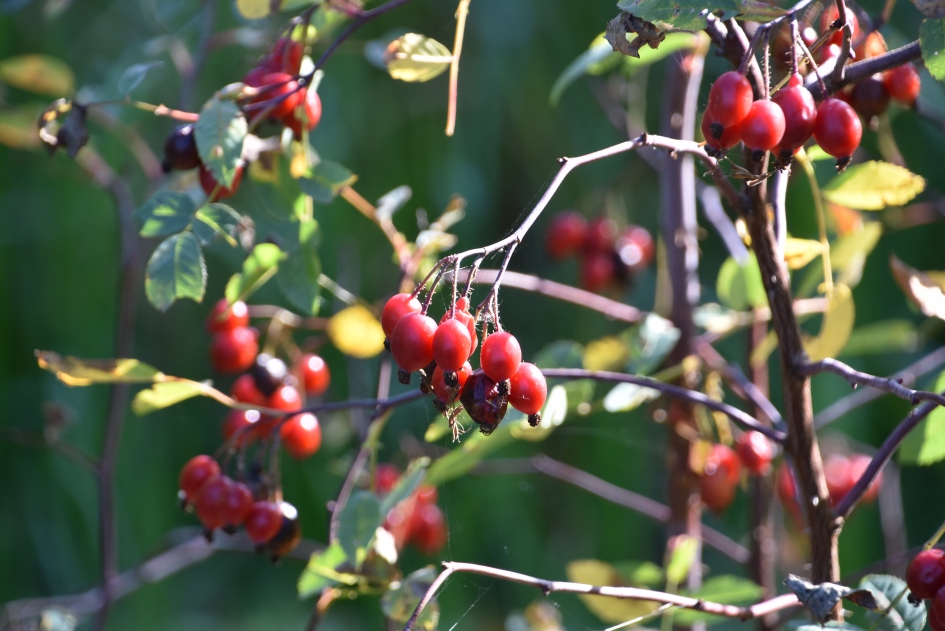 Rode bessen - Planten - 