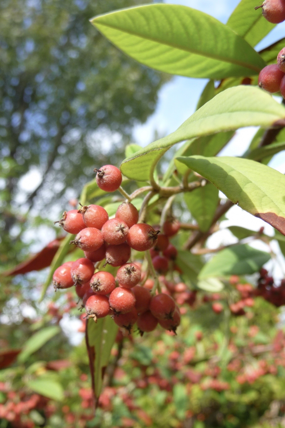 Rode bessen - Planten - 