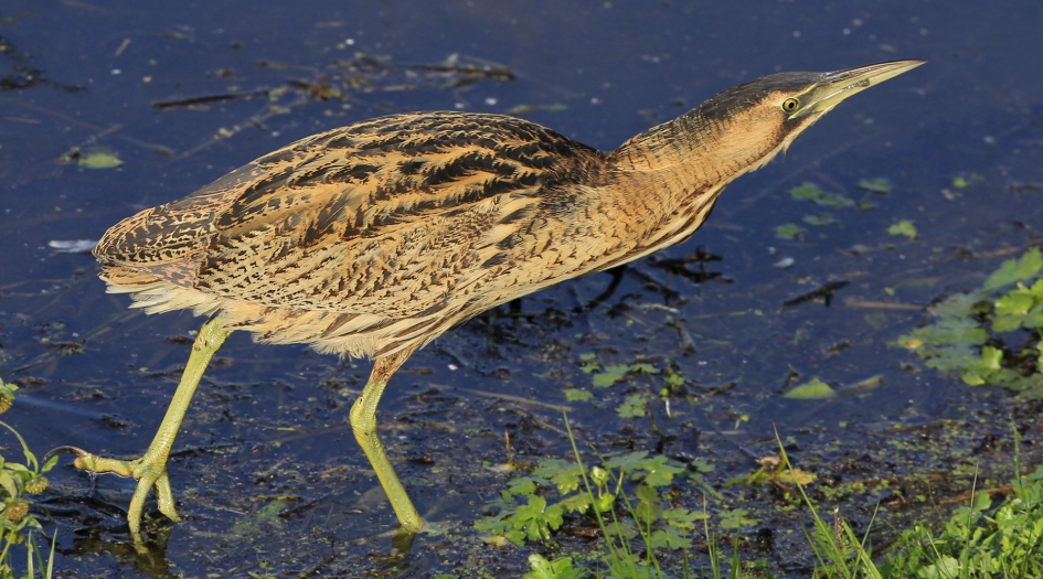 Roerdomp - Vogels - Roerdomp
