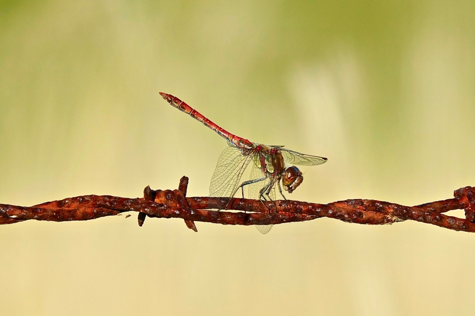 Roestend - Geleedpotigen - Heidelibel