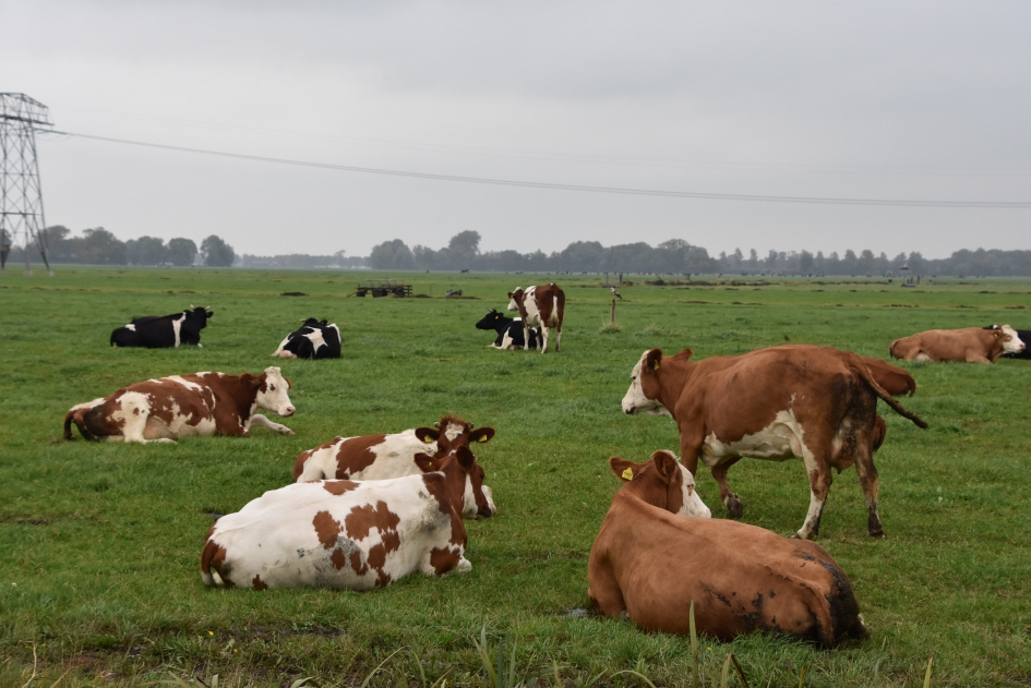 Roodbont vee - Zoogdieren - 