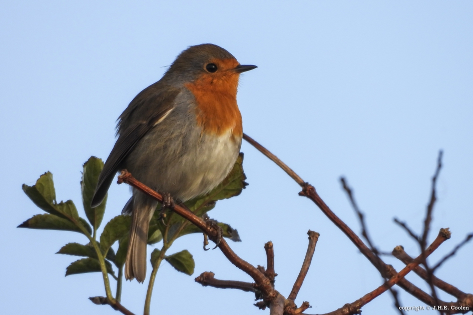 Roodborst - Vogels - Roodborst