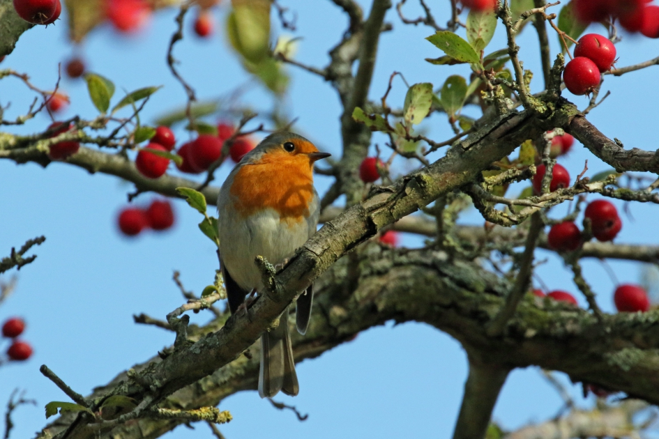 Roodborstje - Vogels - 
