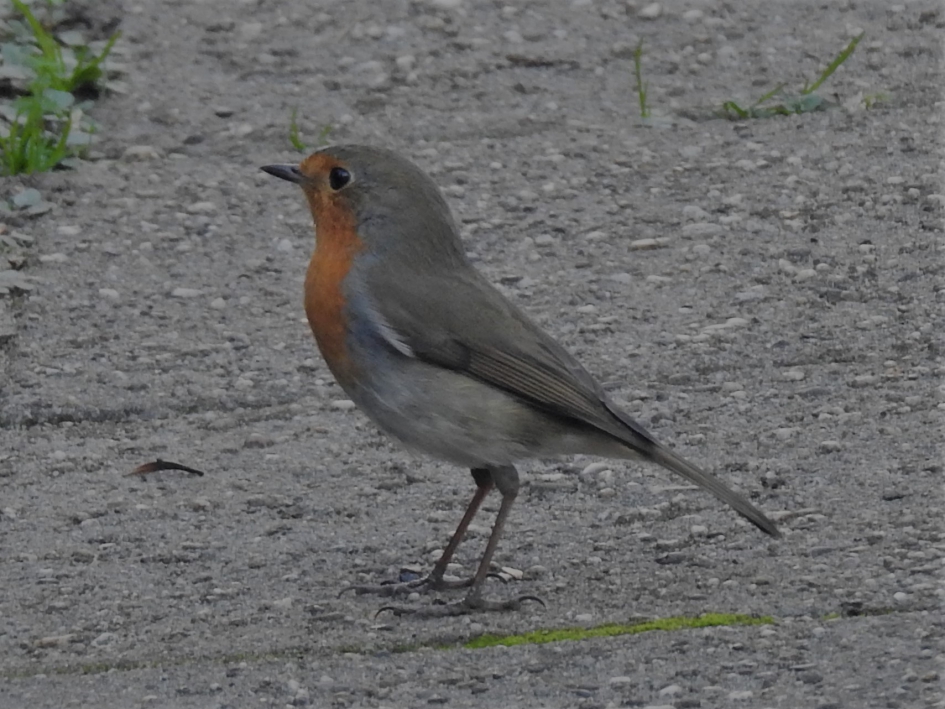 Roodborstje en profile - Vogels - Roodborstje