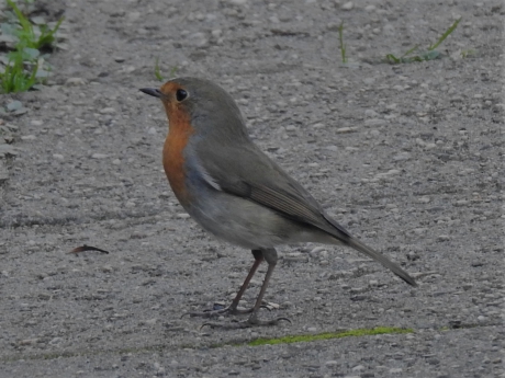 Roodborstje en profile