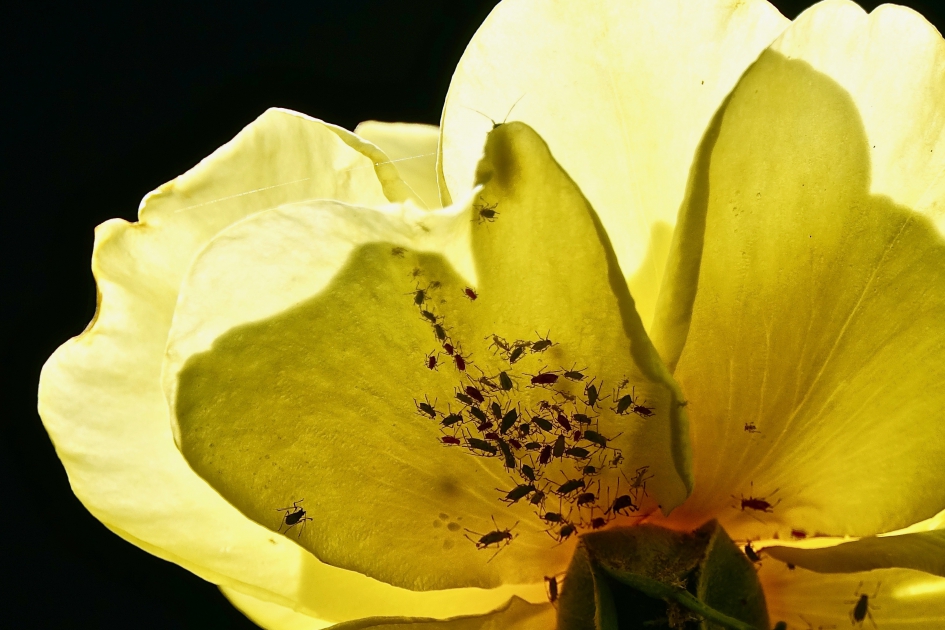 Rozenliefhebbers bespied - Geleedpotigen - Bladluis