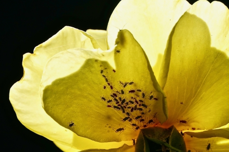 Rozenliefhebbers bespied