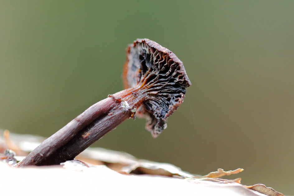 scheef - Schimmels - paddenstoel