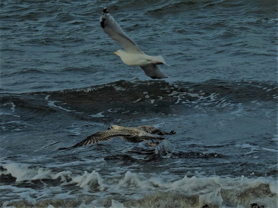 Scheren over het water - Vogels - Zilvermeeuw