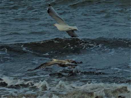 Scheren over het water