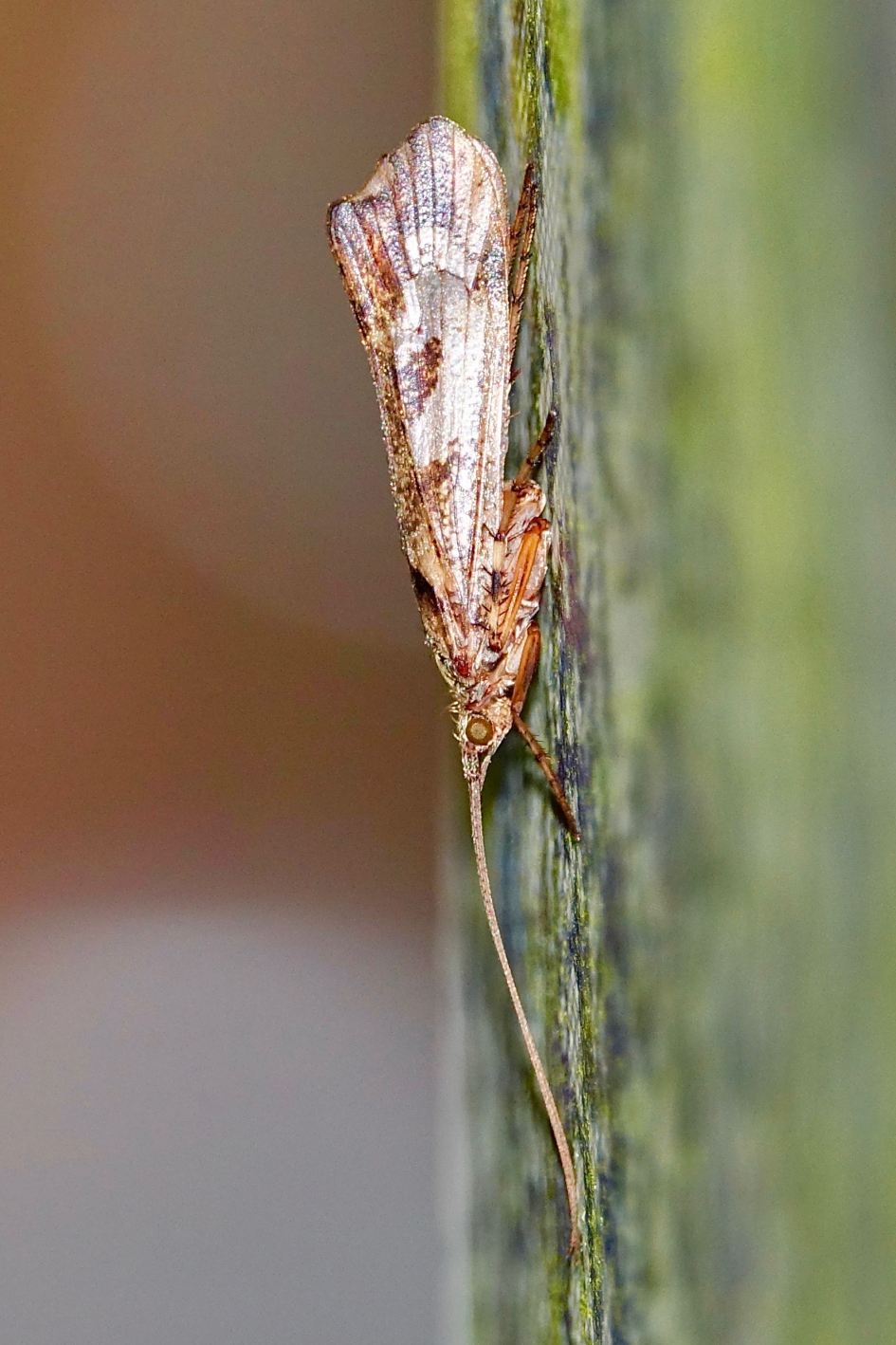 Schietmot op de tuinposter - Geleedpotigen - Schietmot