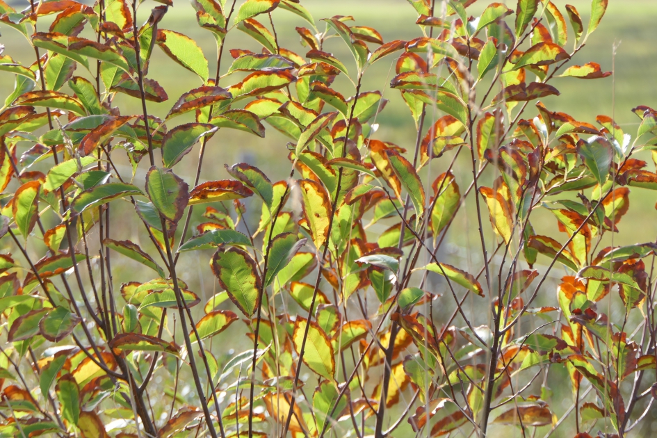 "Schilderij" - Planten - Amerikaanse vogelkers