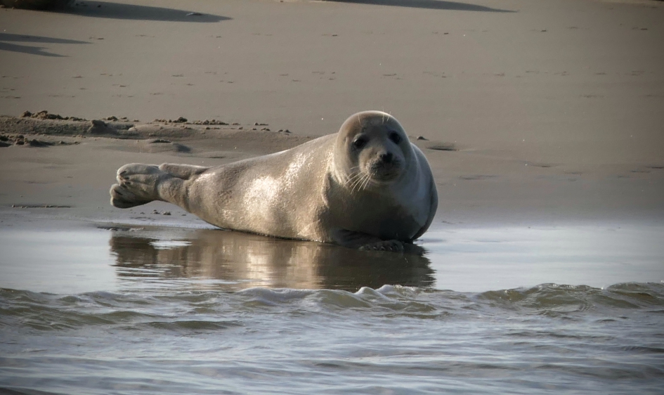 Schoonheid. - Zoogdieren - Zeehond