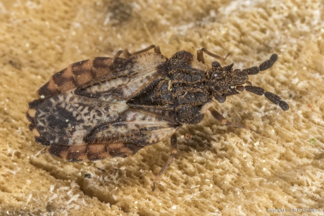 Schorswants (Aradus depressus)