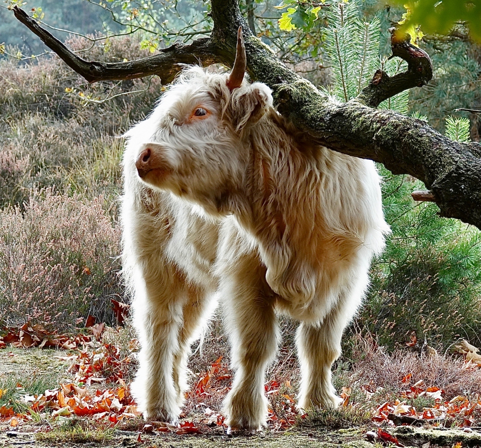 Schotse jeuk - Zoogdieren - Schotse Hooglander