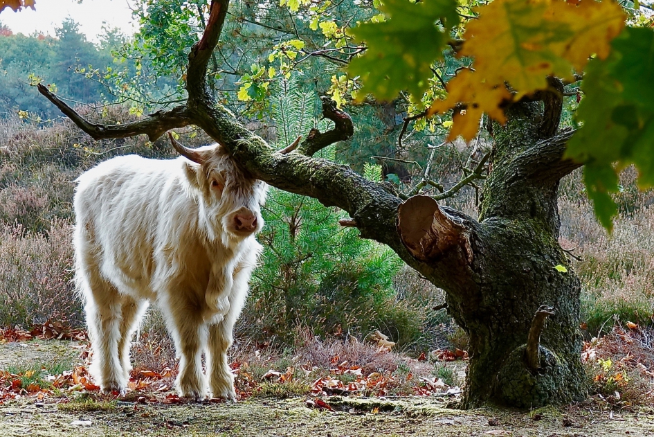 Schuurplek - Zoogdieren - Schotse Hooglander