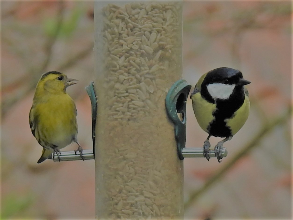 Sijs en koolmees - Vogels - Sijs en koolmees
