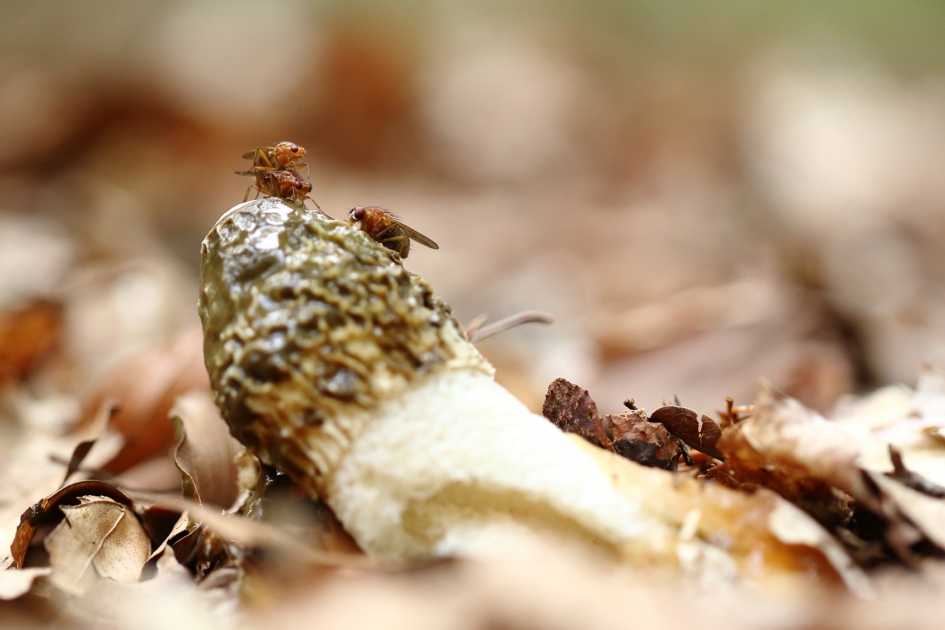 slakkendodende vliegen op stinkzwam - Geleedpotigen - slakkendodende vlieg
