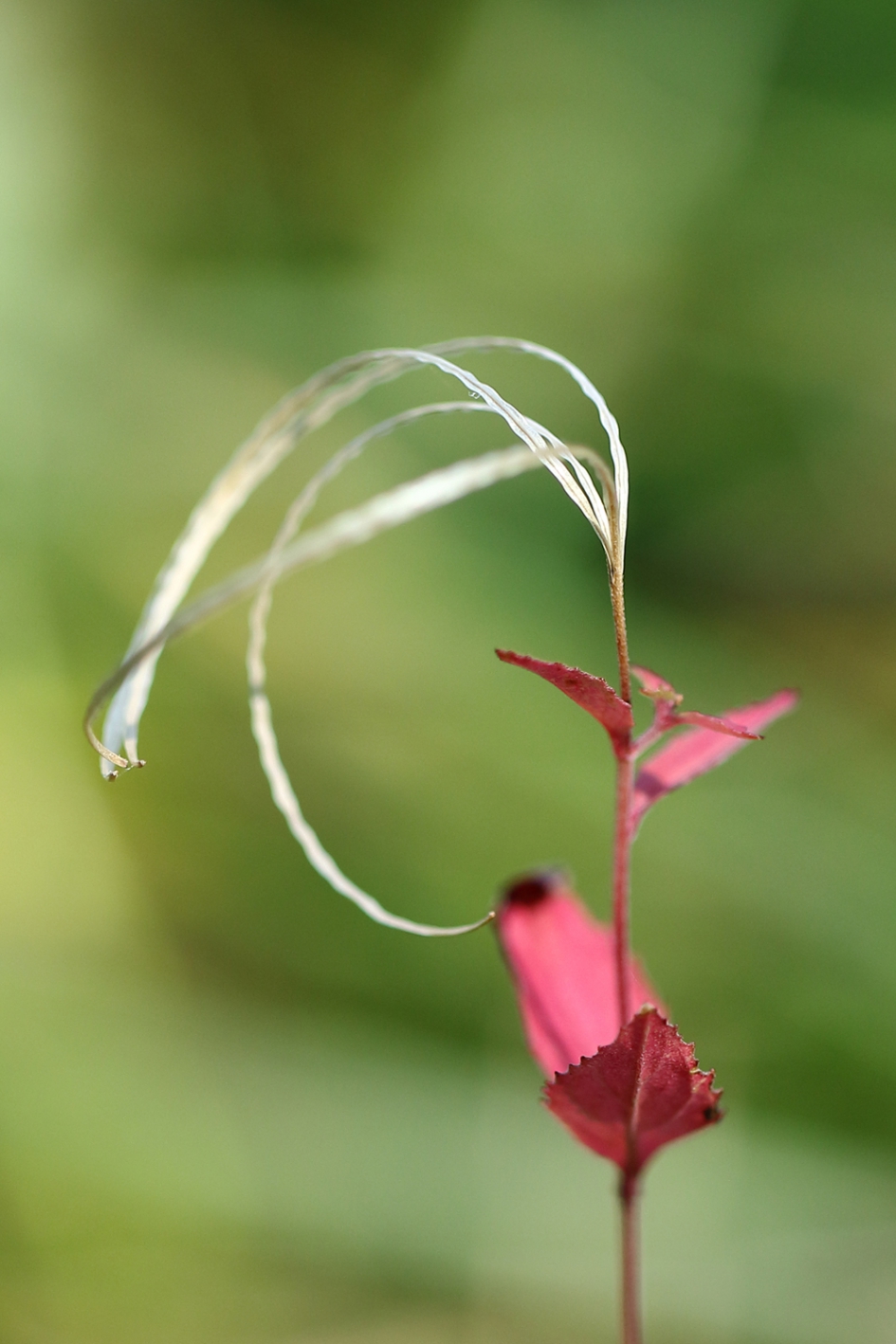 slingers - Planten - bergbasterdwederik