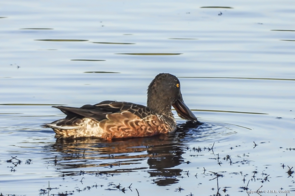Slobberen - Vogels - Slobeend