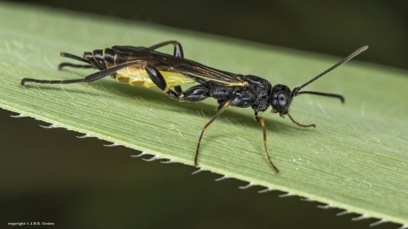 Sluipwesp 2