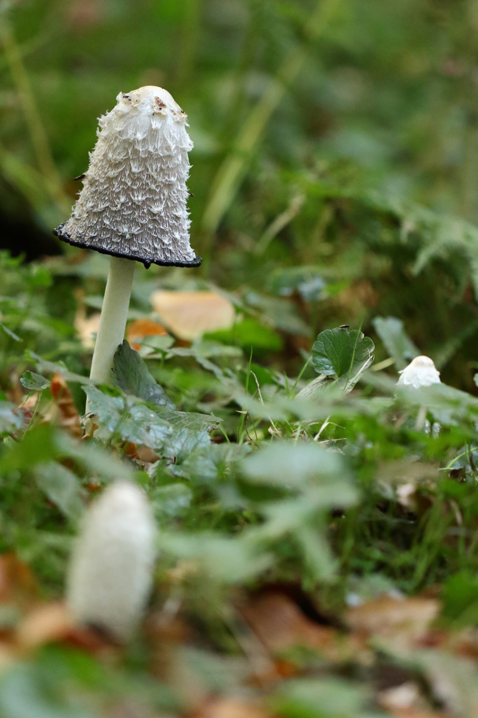 small - medium - large - Schimmels - geschubde inktzwam