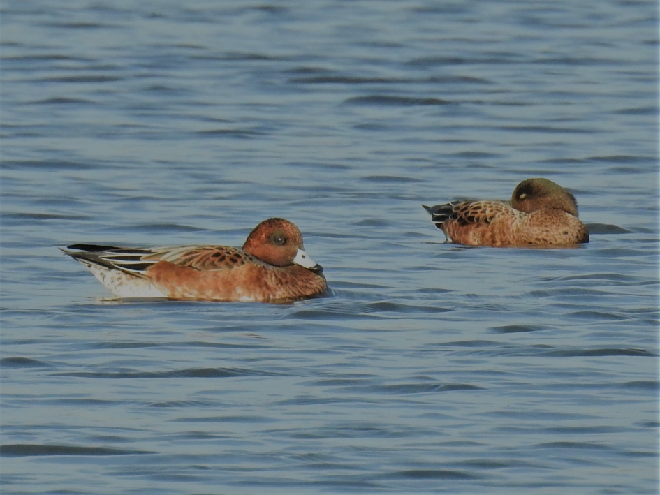 Smienten in eclipskleed - Vogels - Smient