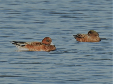 Smienten in eclipskleed