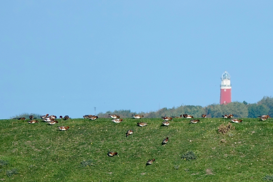 Smienten op de binnendijk - Vogels - Smient