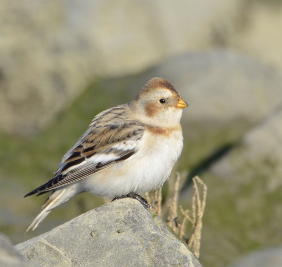 Sneeuwgors - Vogels - Sneeuwgors