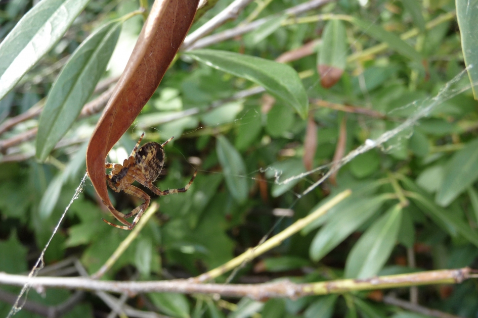 Spin - Geleedpotigen - 